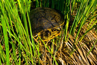 Avrupa su birikintisi terrapin (Emys orbicularis