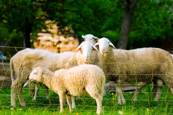 stock image Flock of sheep