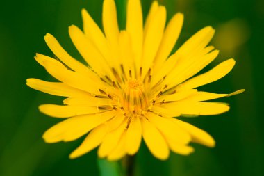 Çayır Salsify (Tragopogon pratensis )