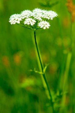 Wild Angelica flower clipart