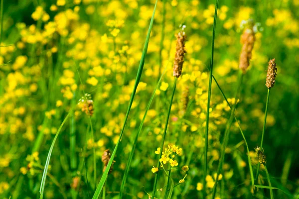 Un campo con colza gialla in fiore — Foto Stock