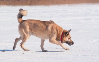 Batı Sibirya laika (husky)