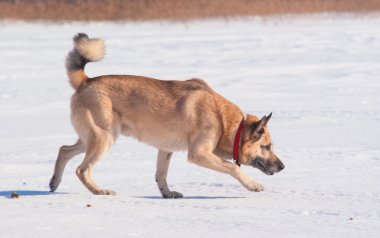 West Siberian Laika (Husky) clipart