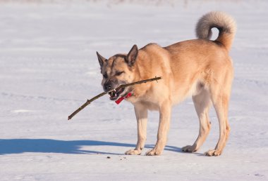 Batı Sibirya laika (husky)