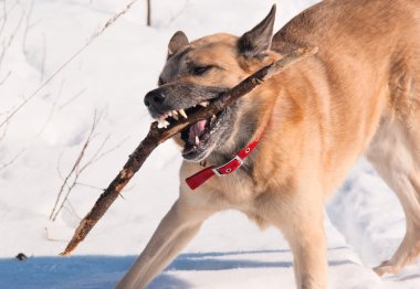 Batı Sibirya laika (husky)