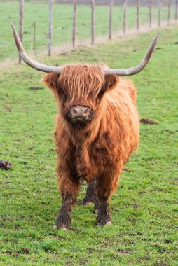 yak otlatma