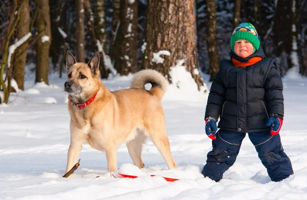 stock image Dog and little boy in winter forest