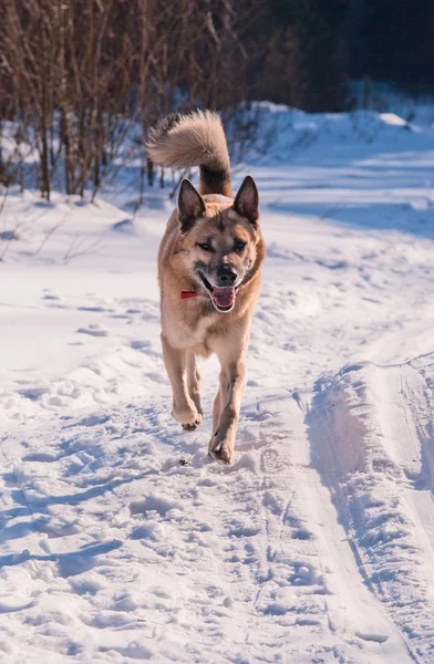 Correndo oeste siberiano laika (husky ) — Fotografia de Stock