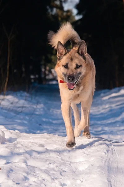 Courir la laïka de Sibérie occidentale (husky ) — Photo