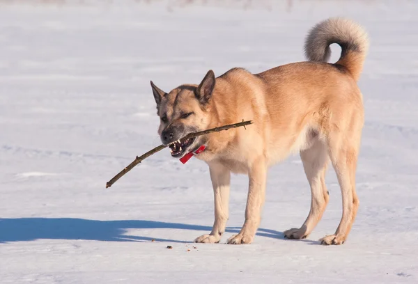 Laïka de Sibérie occidentale (husky ) — Photo