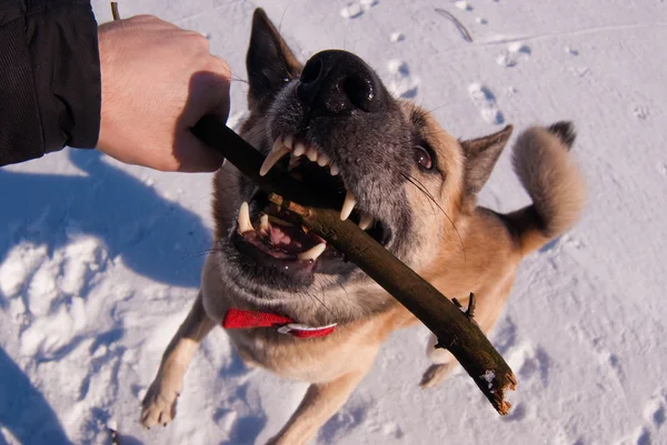Dog playing with stick — Stock Photo, Image
