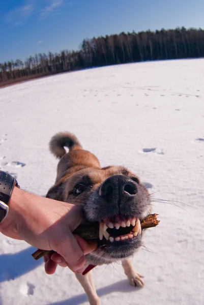 Sopa ile oynayan köpek — Stok fotoğraf