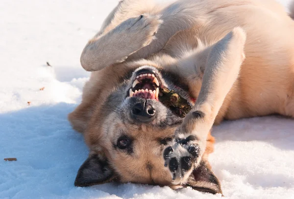 Hund auf Schnee liegend — Stockfoto