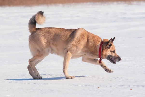 Westsibirische Laika (Husky)) — Stockfoto