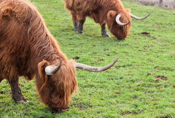Yaks grazing —  Fotos de Stock