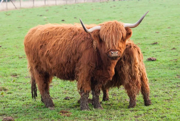 Pascolare yak e baby yak — Foto Stock
