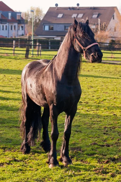 Cavallo nero — Foto Stock
