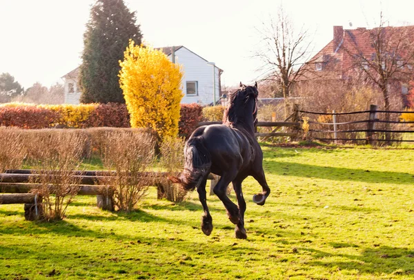 実行中の馬、モーション ブラー — ストック写真
