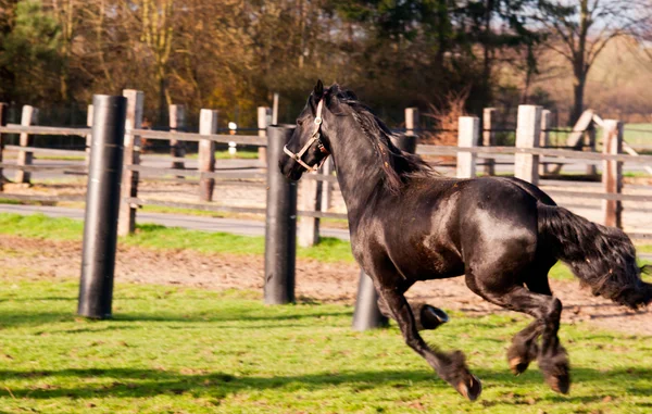 Futó ló, motion blur — Stock Fotó