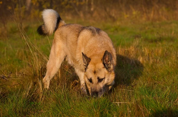 Västsibirisk lajka (husky) — Stockfoto