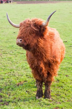 yak otlatma