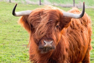 yak otlatma