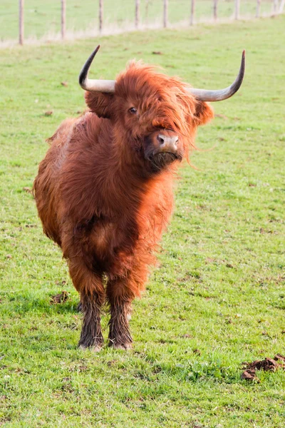 Pascolare yak — Foto Stock