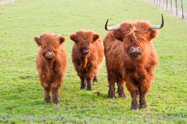 Pascolare yak e due baby yak — Foto Stock