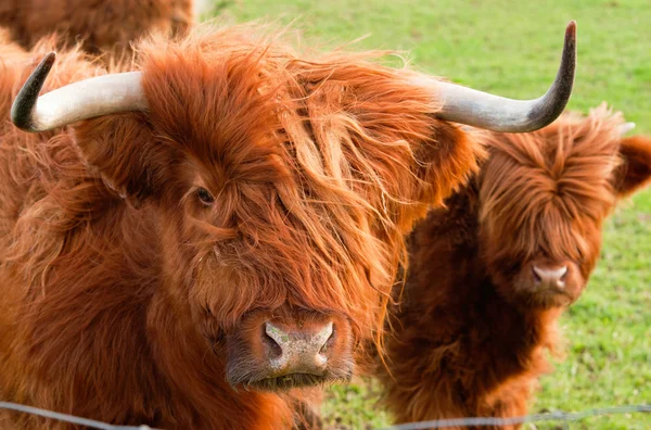 Pascolare yak — Foto Stock