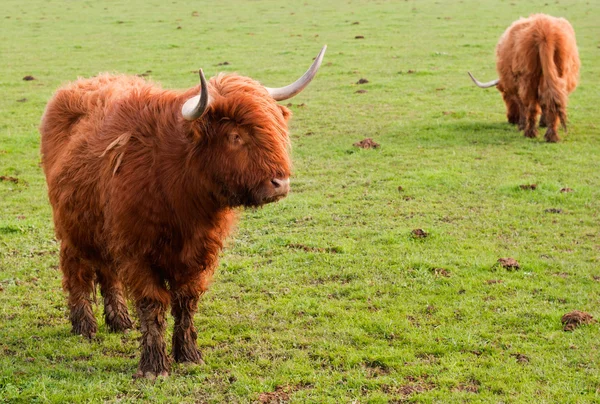 Dos yaks de pastoreo — Foto de Stock