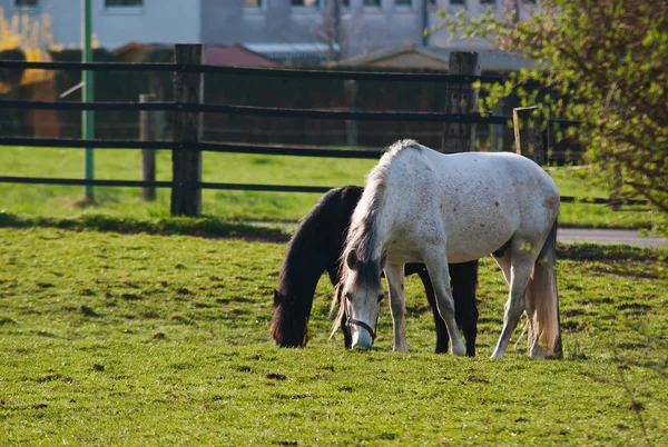 Grazing white horse and black foal — Stock Photo, Image