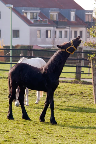 Wiehern junges schwarzes Pferd — Stockfoto