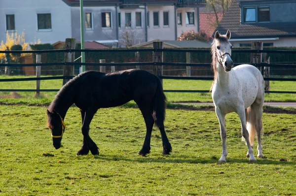 Grazing caballos blancos y negros — Foto de Stock