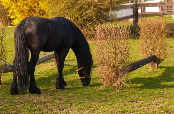 Cheval noir pâturage — Photo