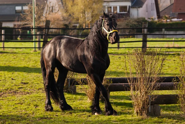 Black horse — Stock Photo, Image