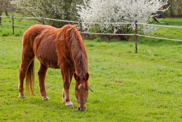 Weidendes rotes Pferd — Stockfoto