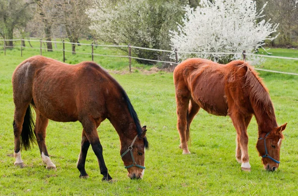 Dos caballos rojos pastando — Foto de Stock