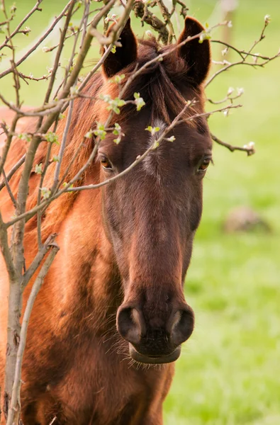 Piros ló, és a fiatal levelek — Stock Fotó