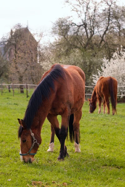 Dwa konie wypas czerwony — Zdjęcie stockowe