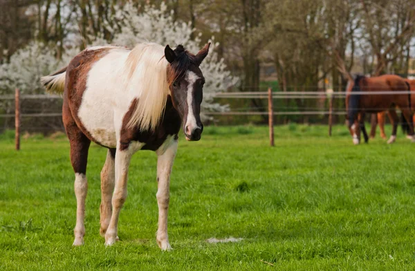 Cavallo marrone e bianco — Foto Stock
