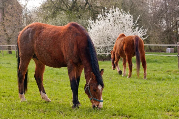 Két legeltetés vörös ló — Stock Fotó