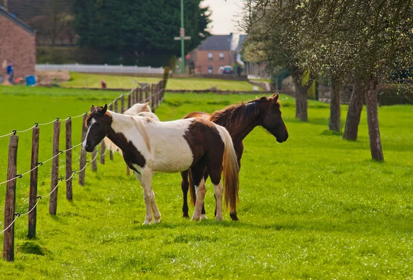 Schöne Pferde — Stockfoto