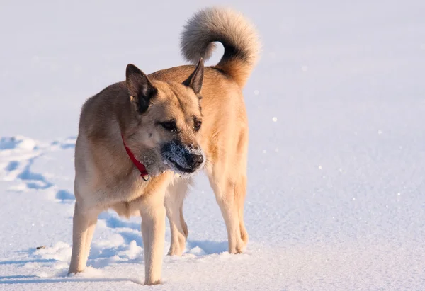 Laïka de Sibérie occidentale (husky ) — Photo