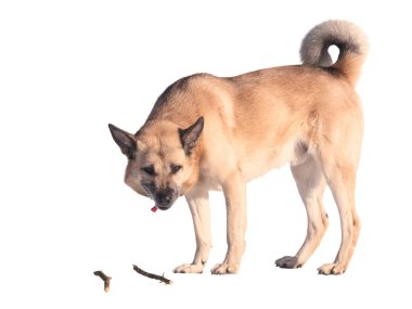 West Siberian Laika (Husky) playing with a stick, isolated on wh clipart