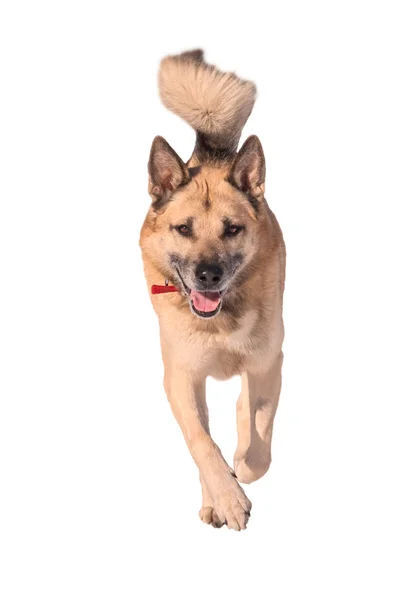 Běžící pes, izolované na bílém Royalty Free Stock Fotografie