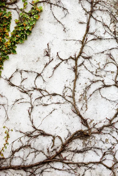 stock image White wall with ivy