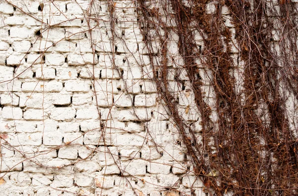 Mur en brique blanche avec lierre — Photo