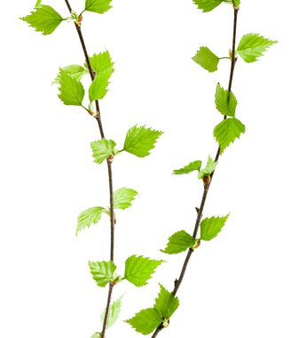 Green branch clipart