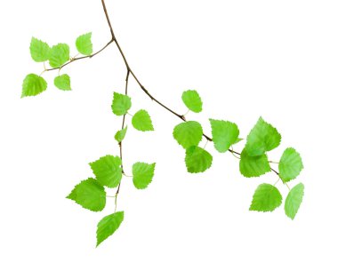 Green branch clipart