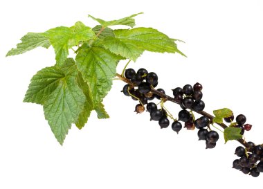 Black currant clipart